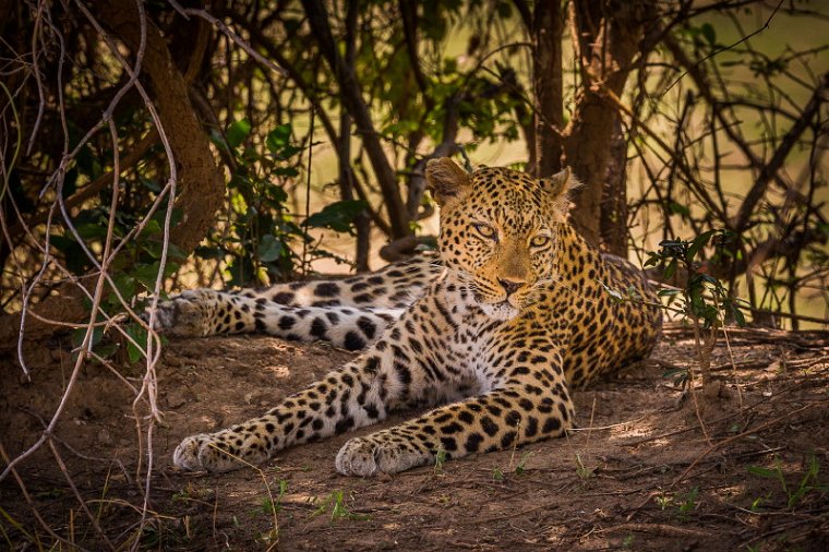 114 Zambia, South Luangwa NP, luipaard.jpg